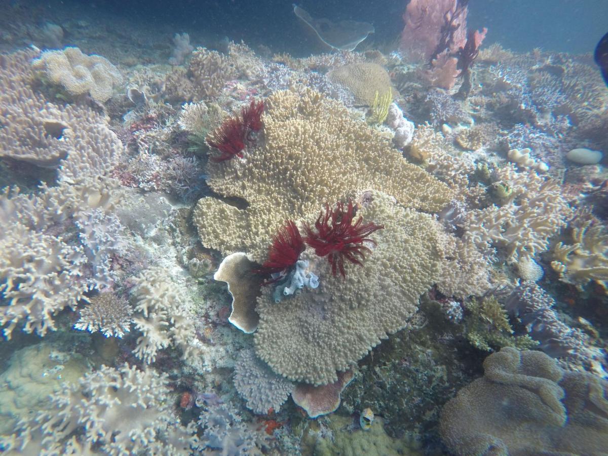 Tabari Dive Lodge Pulau Mansuar Buitenkant foto