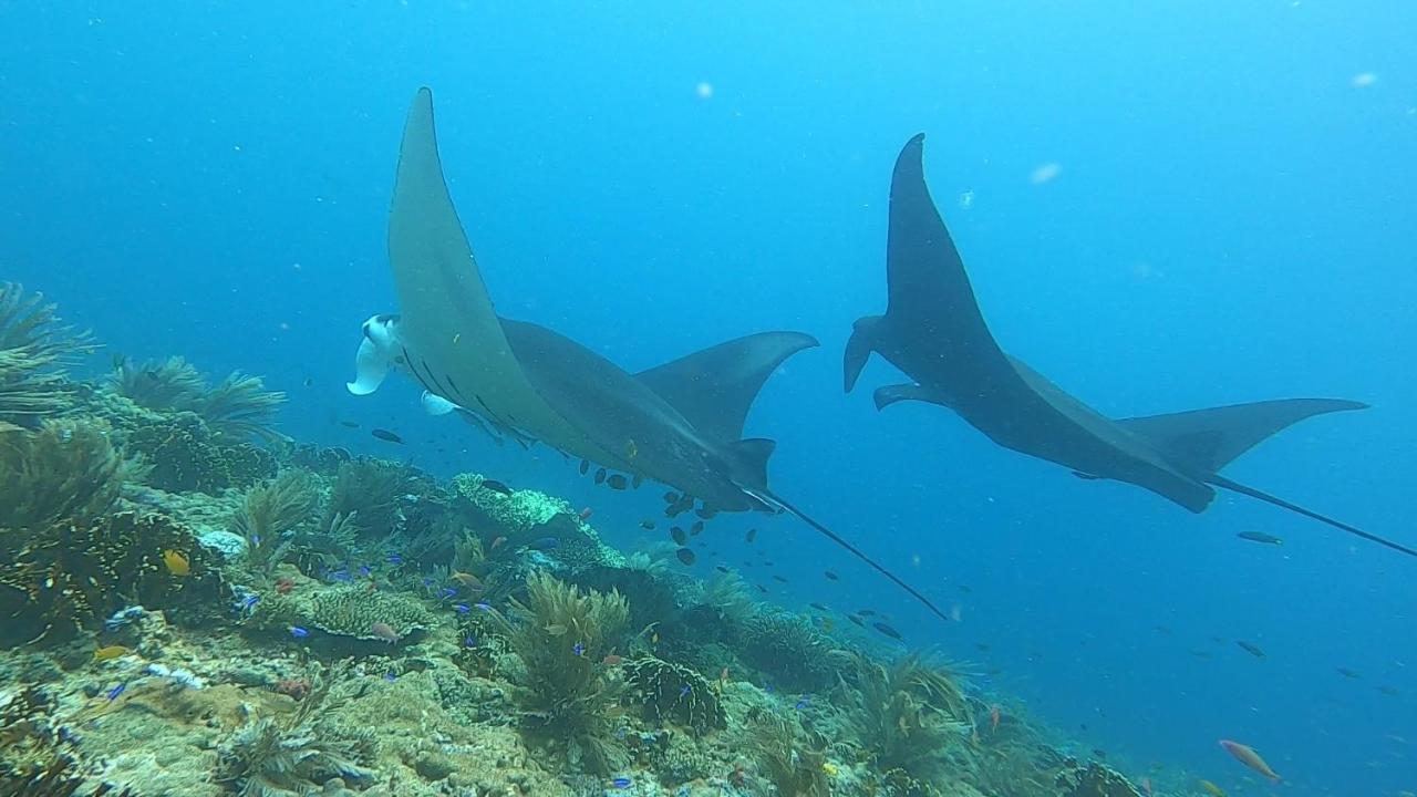 Tabari Dive Lodge Pulau Mansuar Buitenkant foto