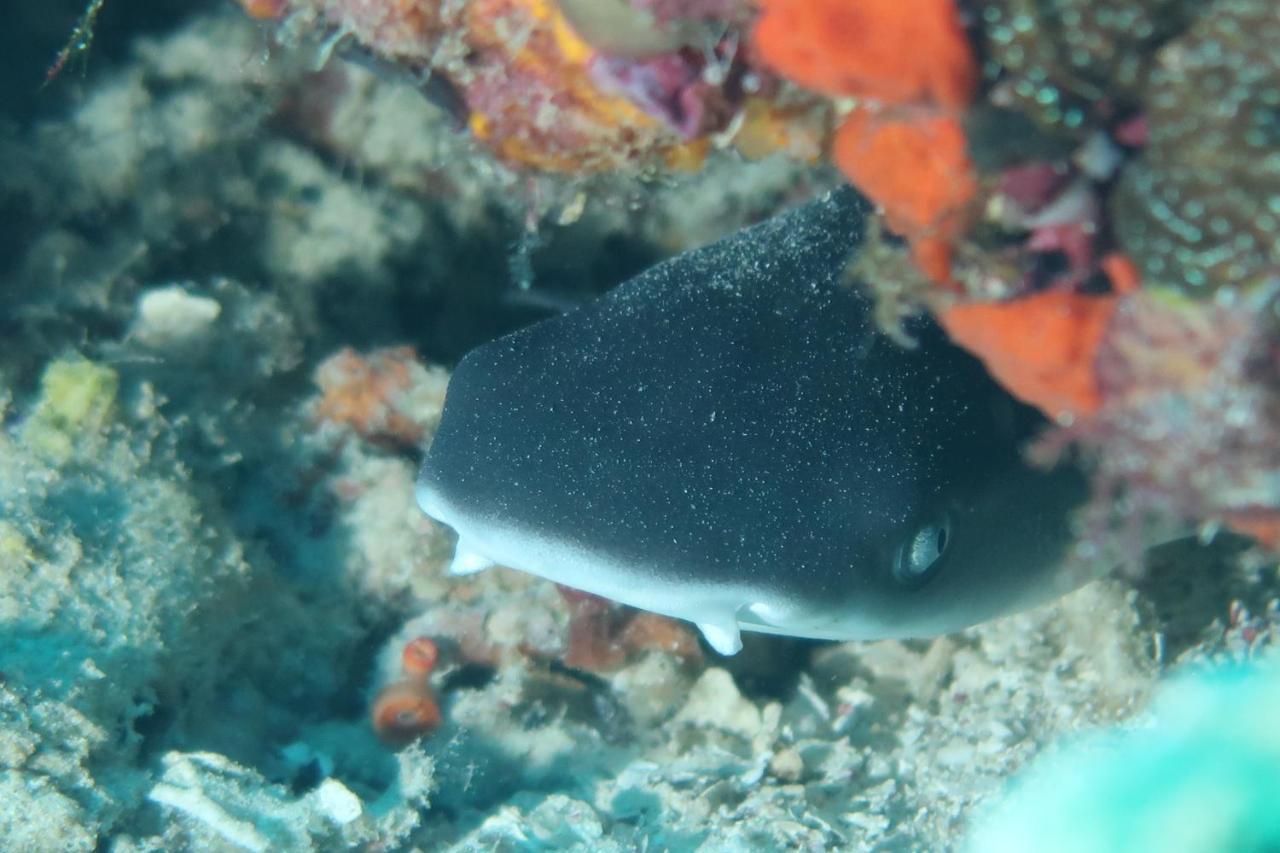 Tabari Dive Lodge Pulau Mansuar Buitenkant foto