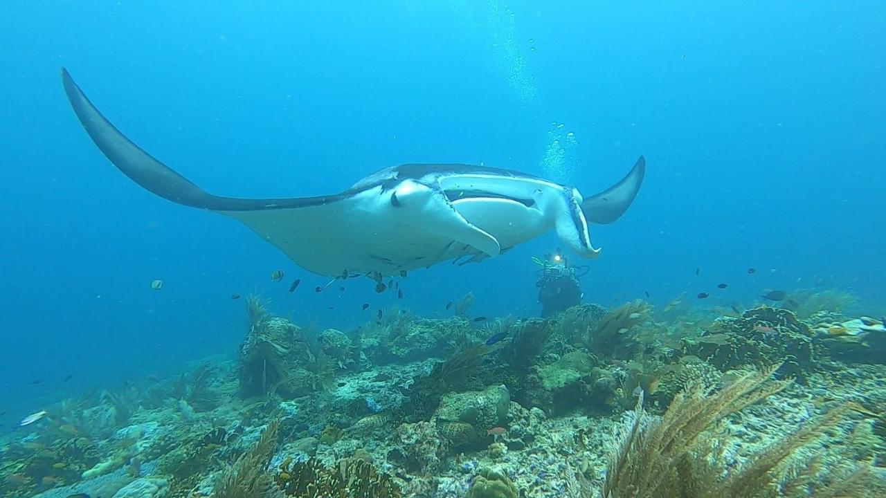 Tabari Dive Lodge Pulau Mansuar Buitenkant foto
