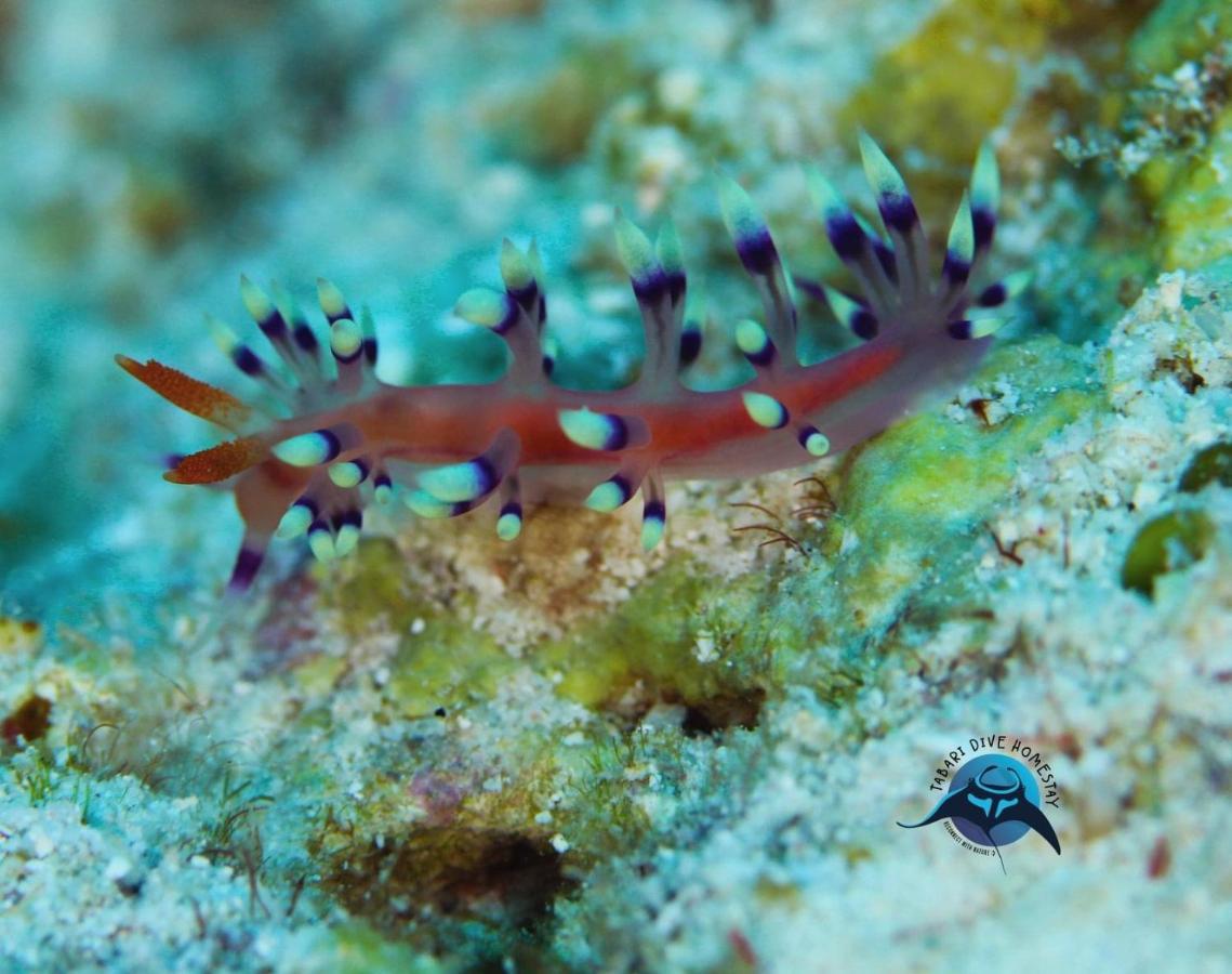 Tabari Dive Lodge Pulau Mansuar Buitenkant foto