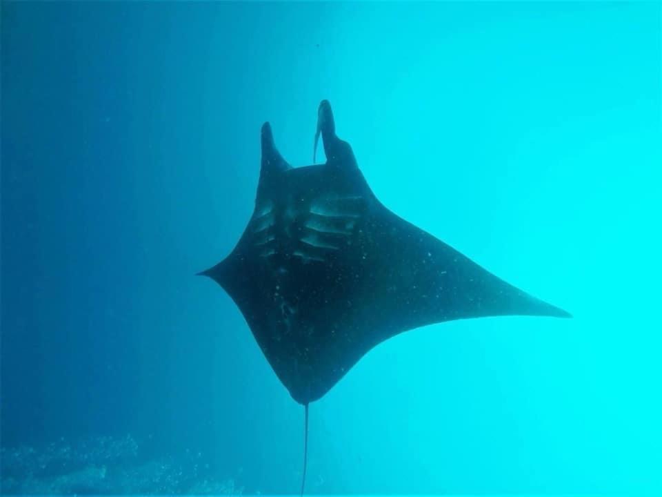 Tabari Dive Lodge Pulau Mansuar Buitenkant foto