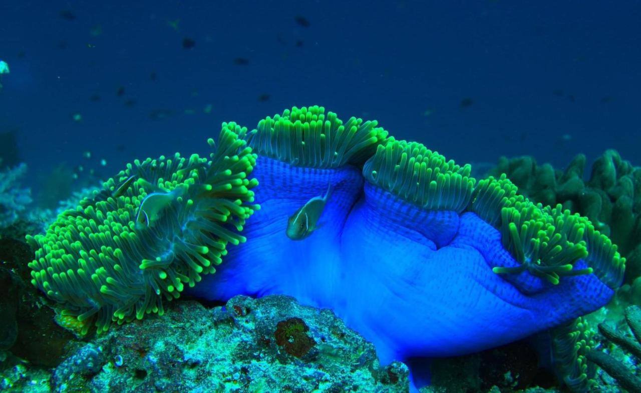 Tabari Dive Lodge Pulau Mansuar Buitenkant foto
