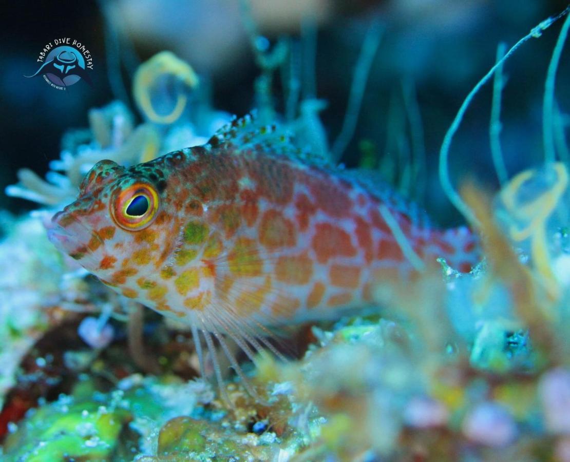 Tabari Dive Lodge Pulau Mansuar Buitenkant foto