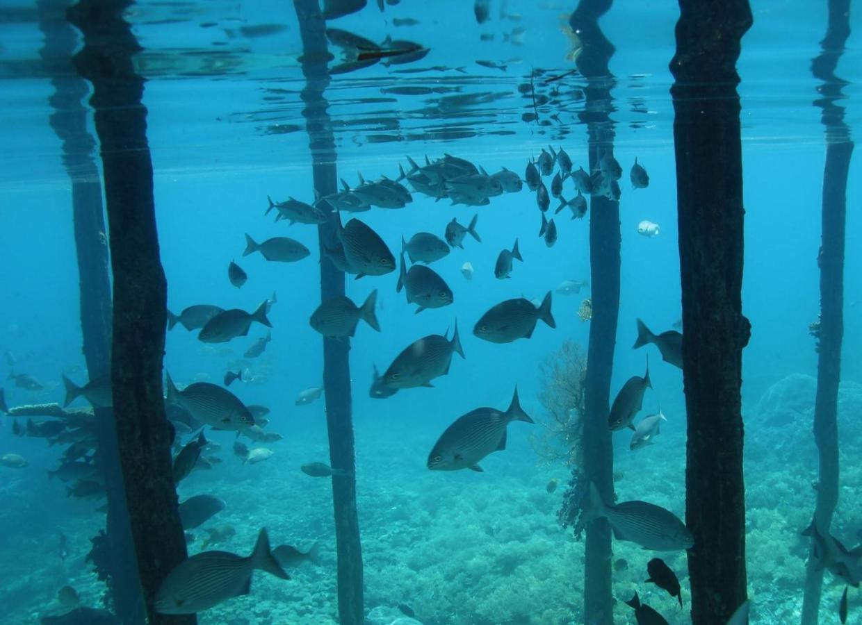 Tabari Dive Lodge Pulau Mansuar Buitenkant foto