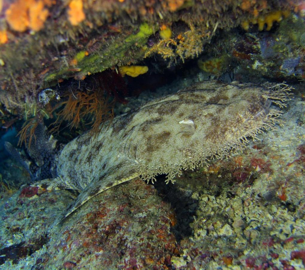 Tabari Dive Lodge Pulau Mansuar Buitenkant foto