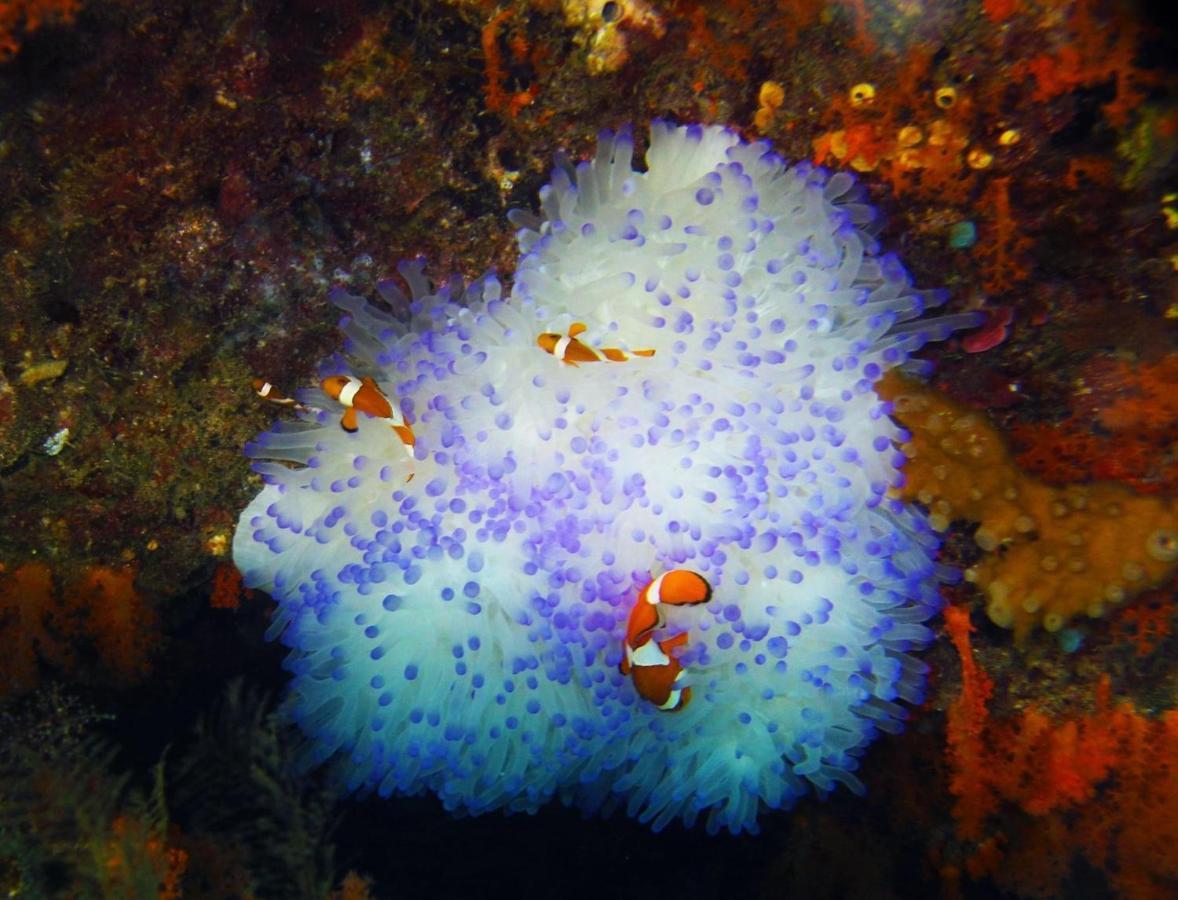 Tabari Dive Lodge Pulau Mansuar Buitenkant foto