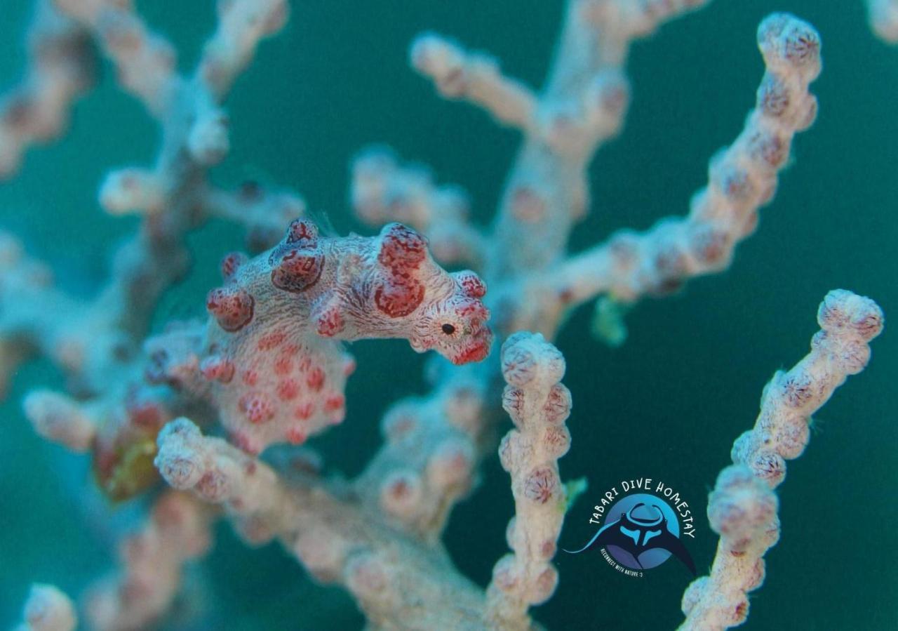 Tabari Dive Lodge Pulau Mansuar Buitenkant foto