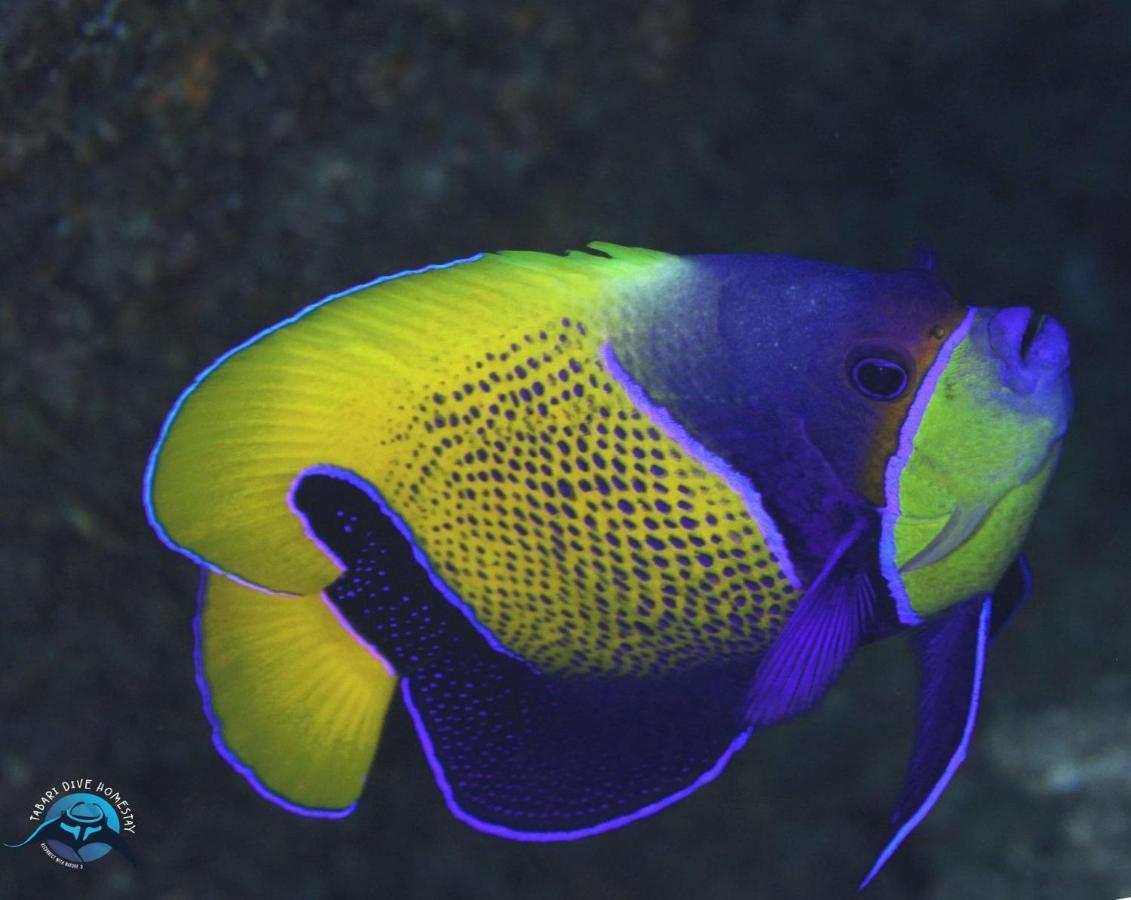 Tabari Dive Lodge Pulau Mansuar Buitenkant foto