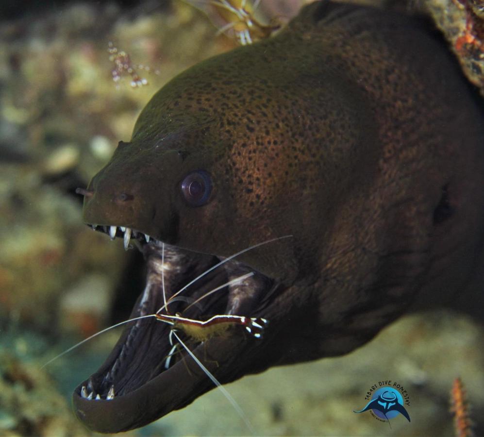 Tabari Dive Lodge Pulau Mansuar Buitenkant foto