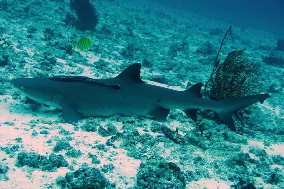 Tabari Dive Lodge Pulau Mansuar Buitenkant foto