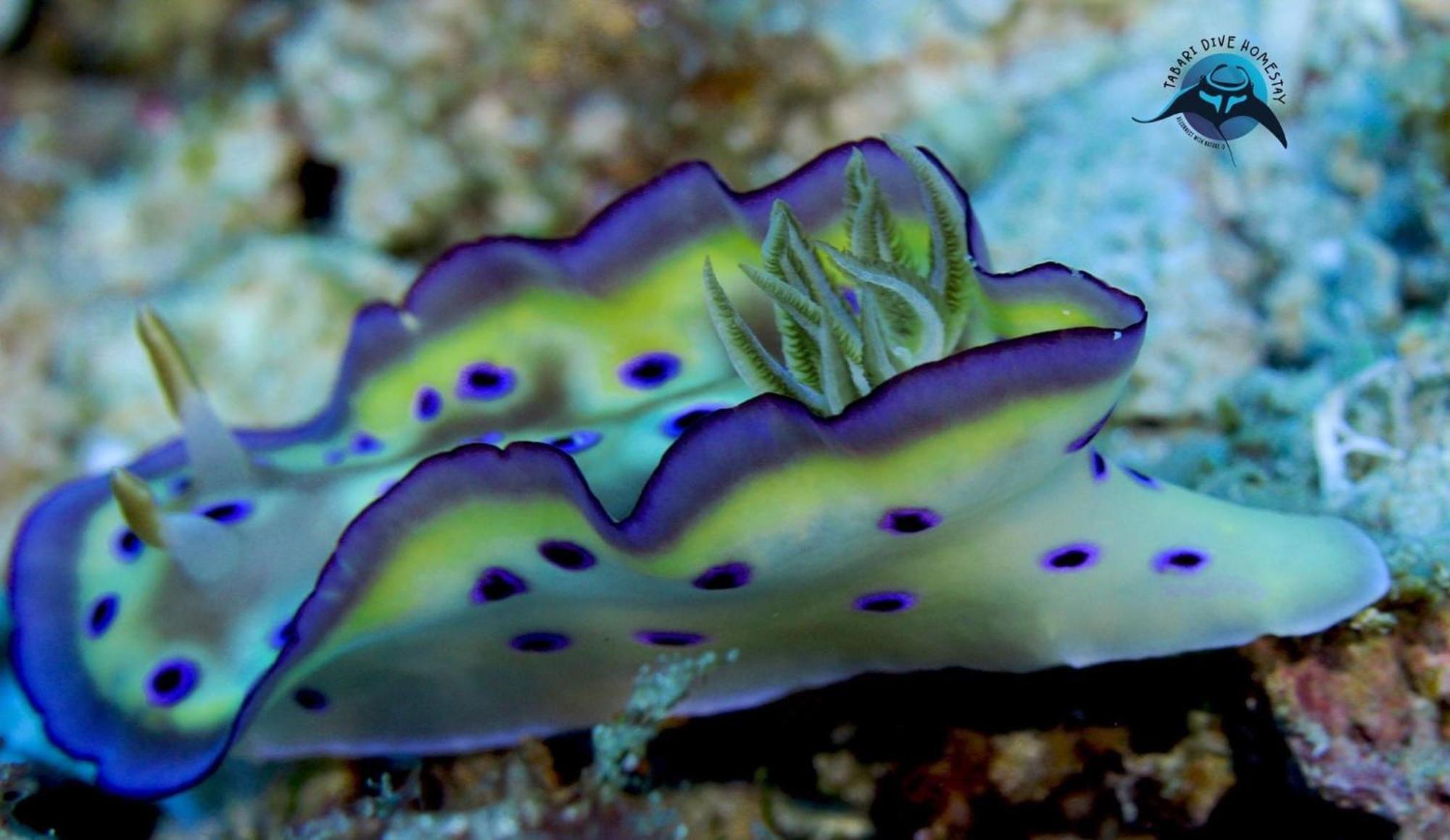 Tabari Dive Lodge Pulau Mansuar Buitenkant foto