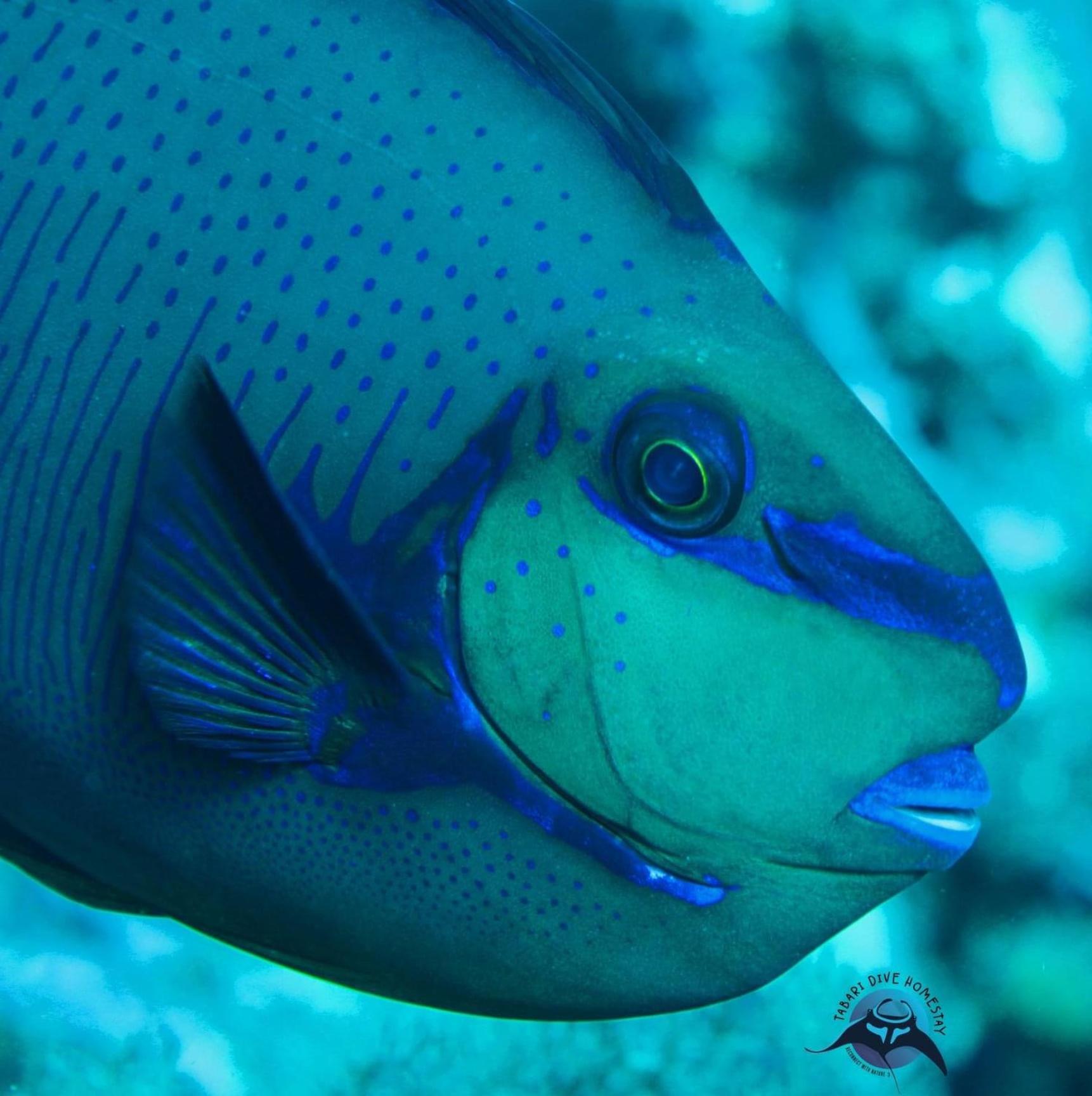 Tabari Dive Lodge Pulau Mansuar Buitenkant foto