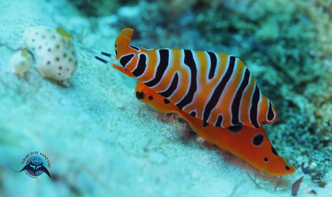 Tabari Dive Lodge Pulau Mansuar Buitenkant foto
