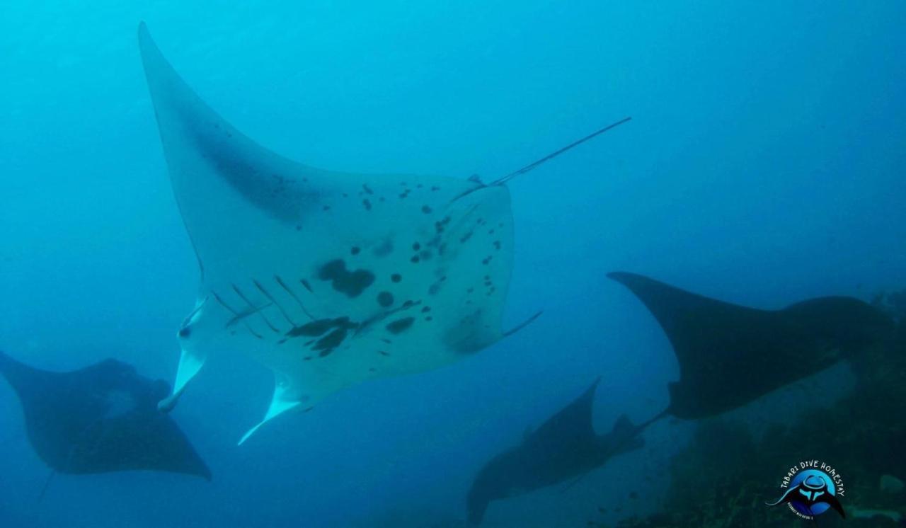 Tabari Dive Lodge Pulau Mansuar Buitenkant foto