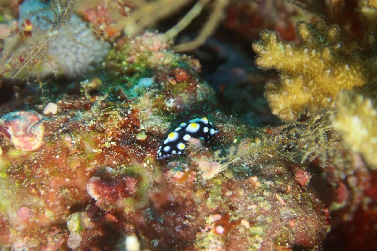 Tabari Dive Lodge Pulau Mansuar Buitenkant foto